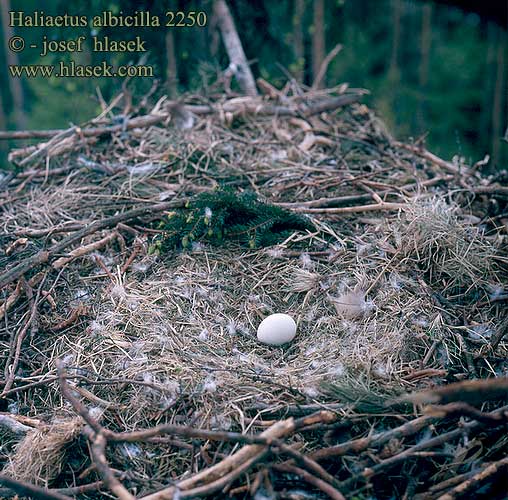 eggs nests Haliaeetus albicilla Havsörn Orzeł bielik