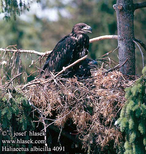 Haliaeetus albicilla 4091