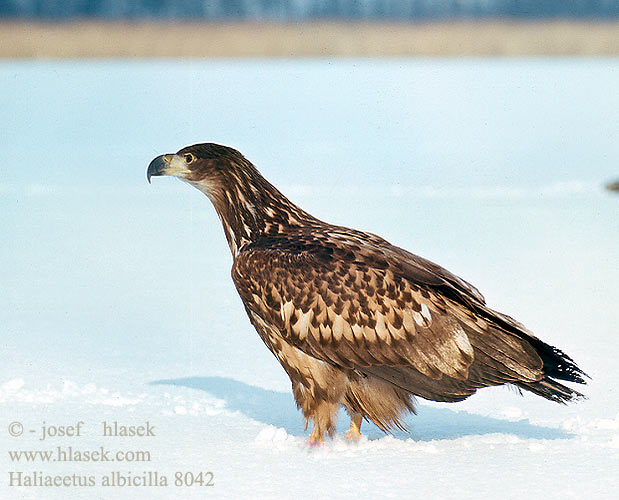 Haliaeetus albicilla 8042