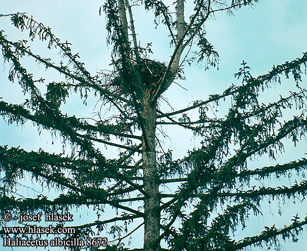 Haliaeetus albicilla 8672