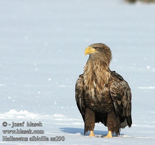 Haliaeetus albicilla White-tailed Eagle