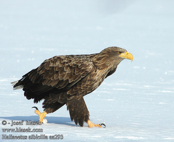 Haliaeetus albicilla aa0293