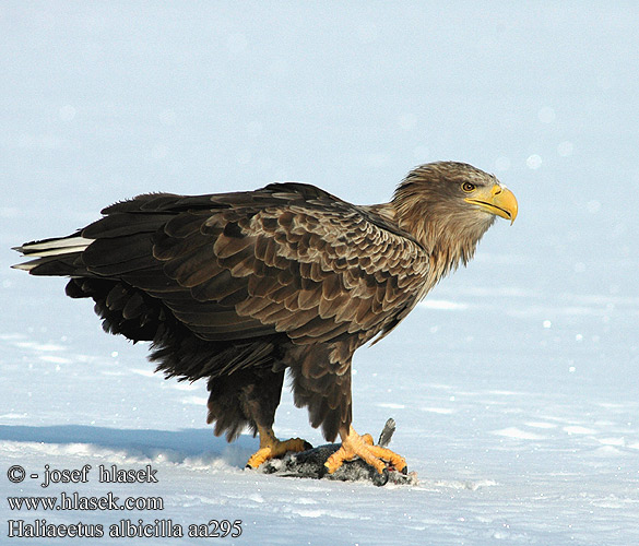 European Sea Gray Eagle Seeadler Pygargue queue blanche