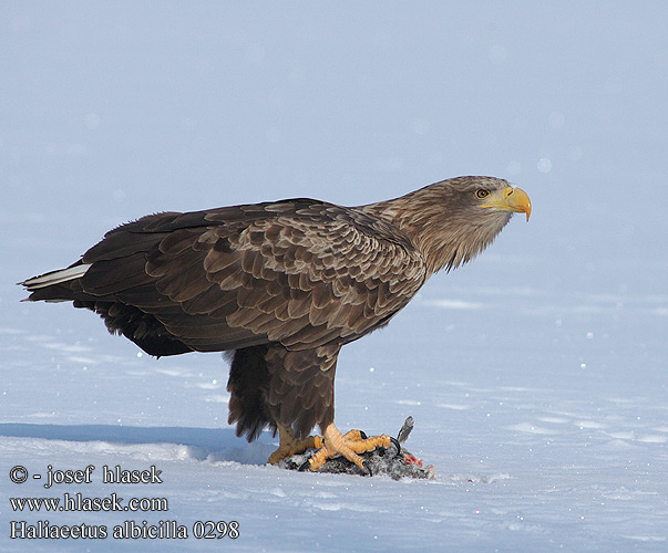 Seeadler Pygargue queue blanche Pigargo Europeo coliblanco