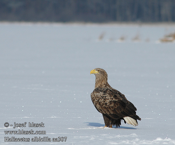 Haliaeetus albicilla aa0307