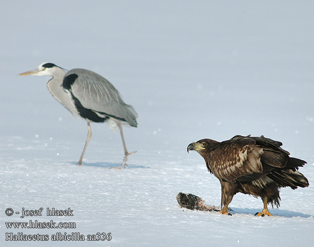 Haliaeetus albicilla aa0336