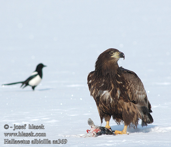 Haliaeetus albicilla aa0369