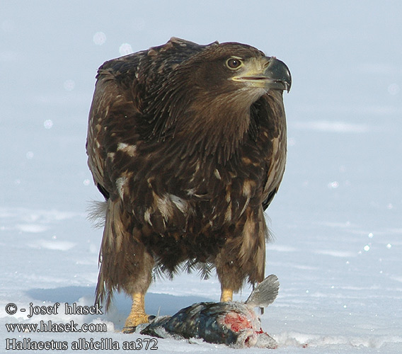 Haliaeetus albicilla aa0372