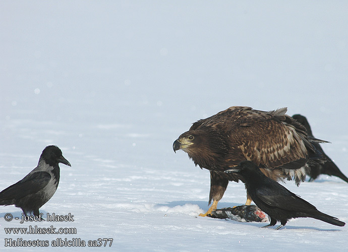 Haliaeetus albicilla aa0377