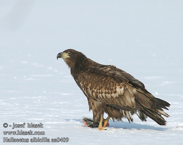 Aquila mare Havørn Havsörn Орлан-белохвост