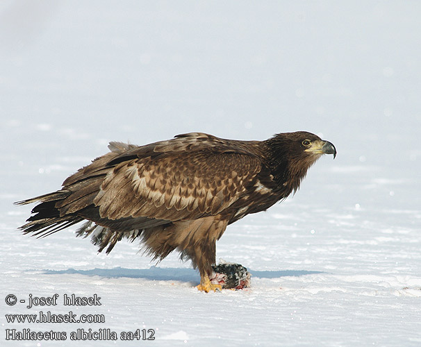 Haliaeetus albicilla aa0412