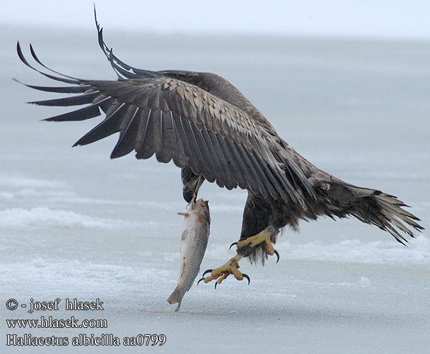 Haliaeetus albicilla aa0799