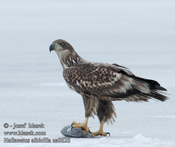 Haliaeetus albicilla aa0828