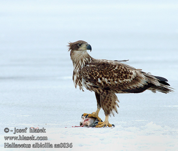 Haliaeetus albicilla aa0836