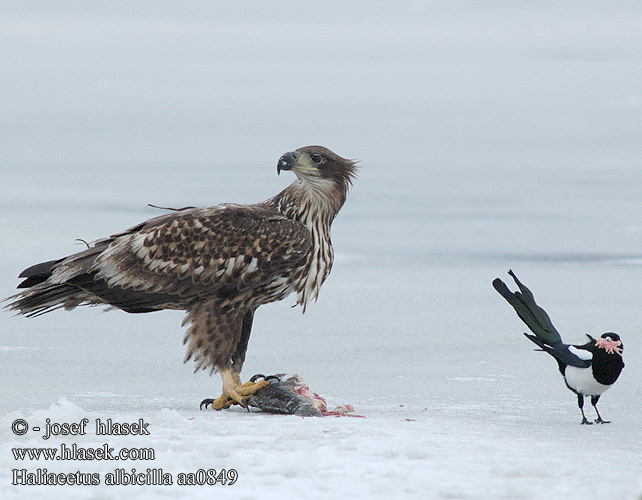 Haliaeetus albicilla aa0849