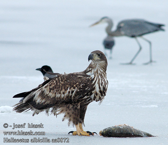 Haliaeetus albicilla aa0872