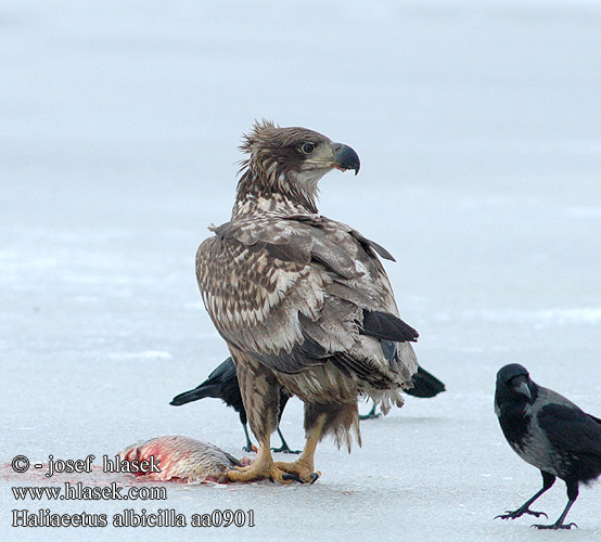 Haliaeetus albicilla aa0901