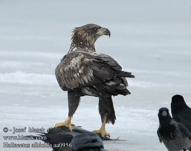 Haliaeetus albicilla aa0956