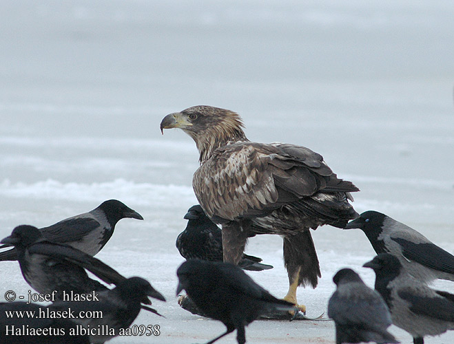 Haliaeetus albicilla aa0958