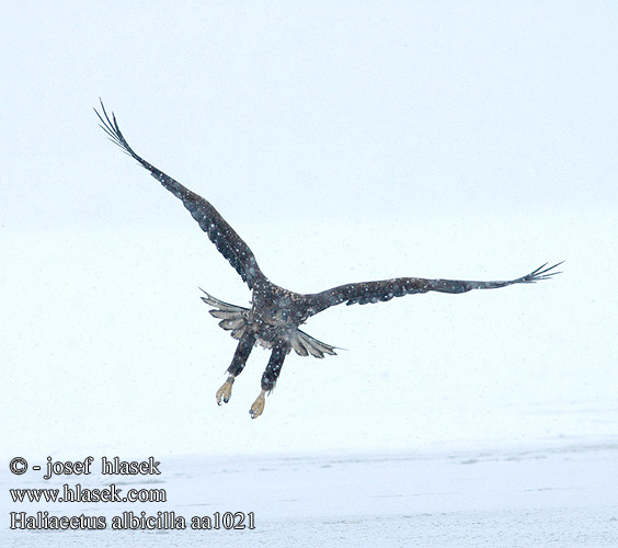 Haliaeetus albicilla aa1021