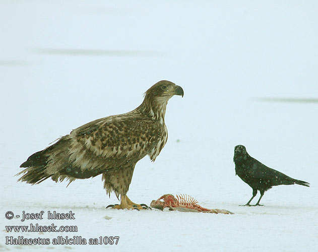 Haliaeetus albicilla aa1087