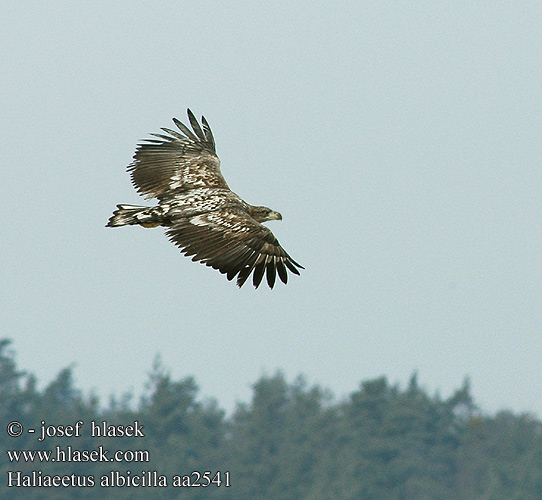 Haliaeetus albicilla aa2541