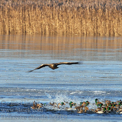 White-tailed Eagle Sea Gray European Seeadler