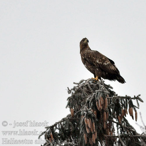 Seeadler Pygargue queue blanche Pigargo Europeo coliblanco