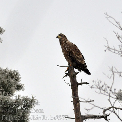 Haliaeetus albicilla ba2377