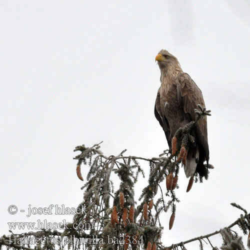 Haliaeetus albicilla ba2384