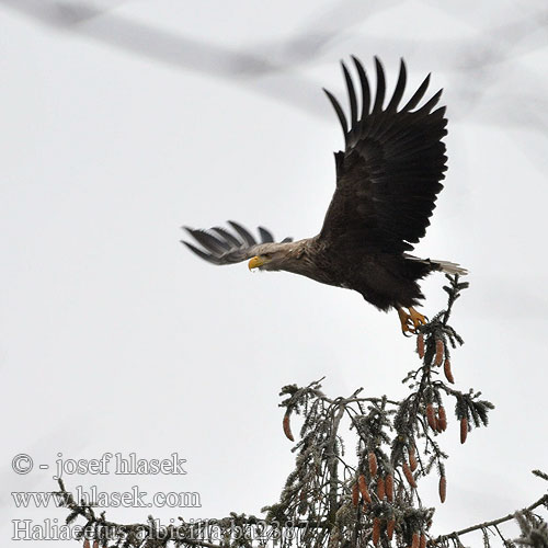 Haliaeetus albicilla ba2387