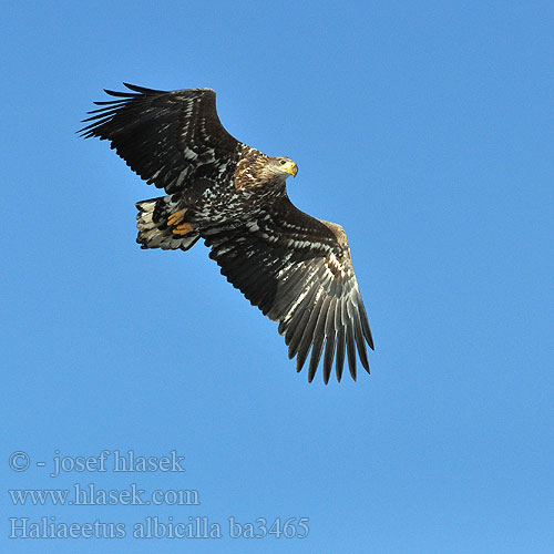 Haliaeetus albicilla ba3465