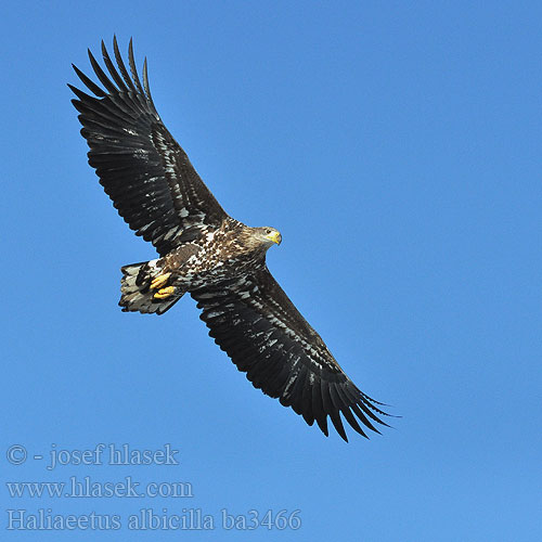 Haliaeetus albicilla ba3466