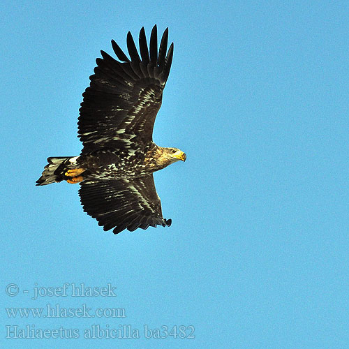 Haliaeetus albicilla ba3482