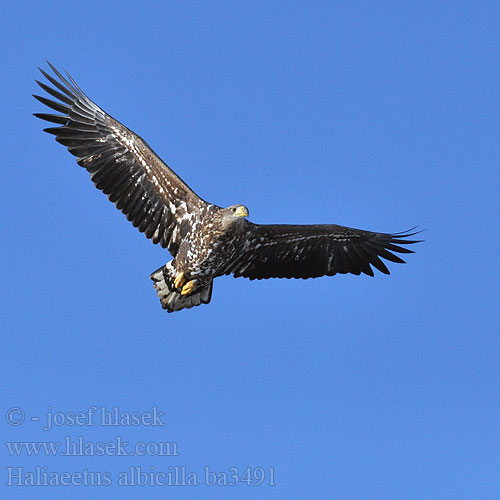 Haliaeetus albicilla ba3491