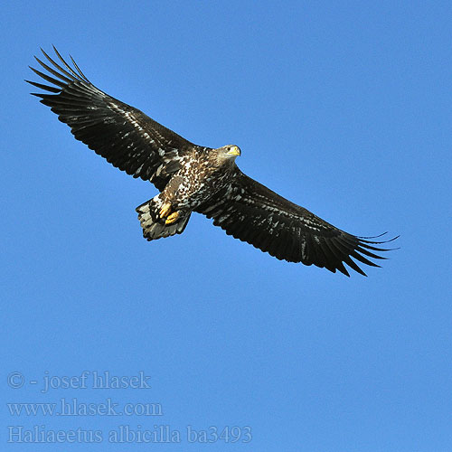 Haliaeetus albicilla ba3493