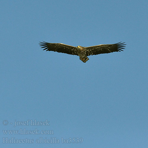 Haliaeetus albicilla ba3539