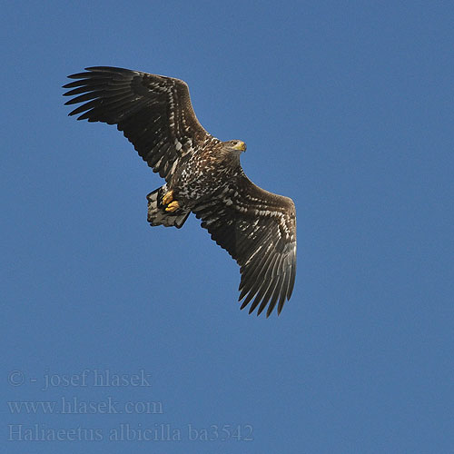 Haliaeetus albicilla ba3542