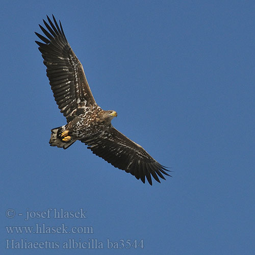 Haliaeetus albicilla ba3544