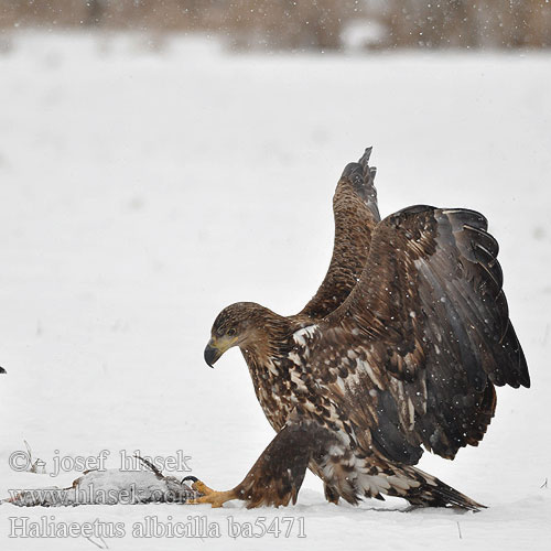 Haliaeetus albicilla ba5471