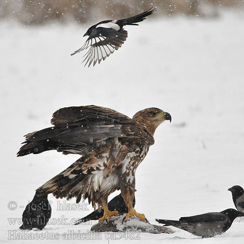 Seeadler Pygargue queue blanche Pigargo Europeo coliblanco