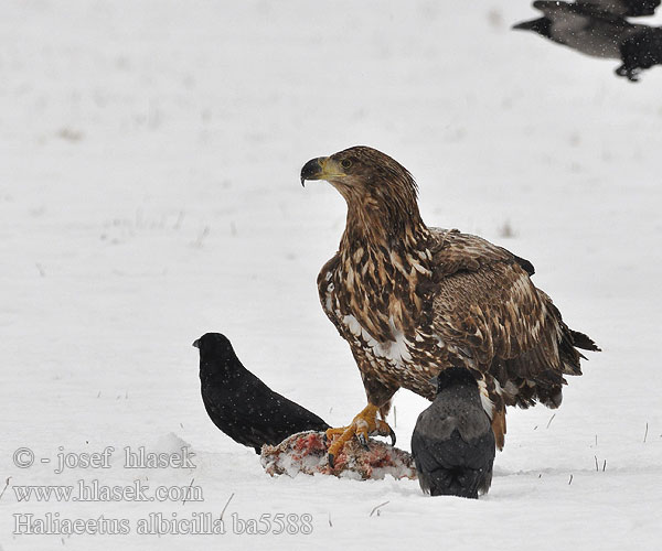 Haliaeetus albicilla ba5588