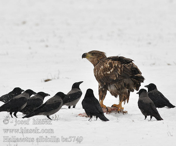 Haliaeetus albicilla ba5749