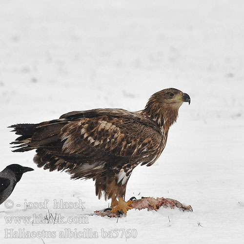 Haliaeetus albicilla ba5760