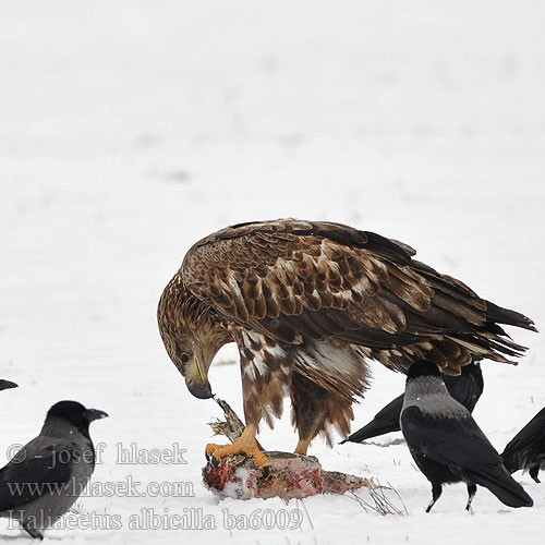 Haliaeetus albicilla ba6009