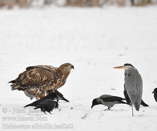 Haliaeetus albicilla ba6242