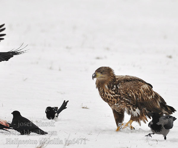 Haliaeetus albicilla ba6471