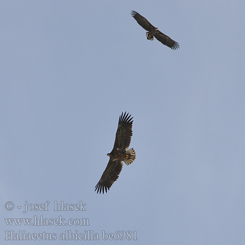 Haliaeetus albicilla be6981