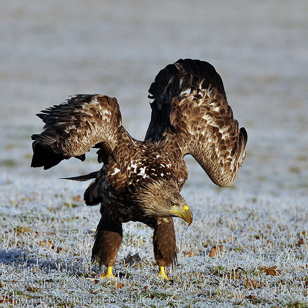 Haliaeetus albicilla European Sea Gray Seeadler