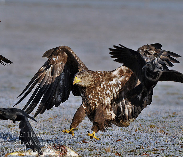 Haliaeetus albicilla Seeadler Pygargue queue blanche